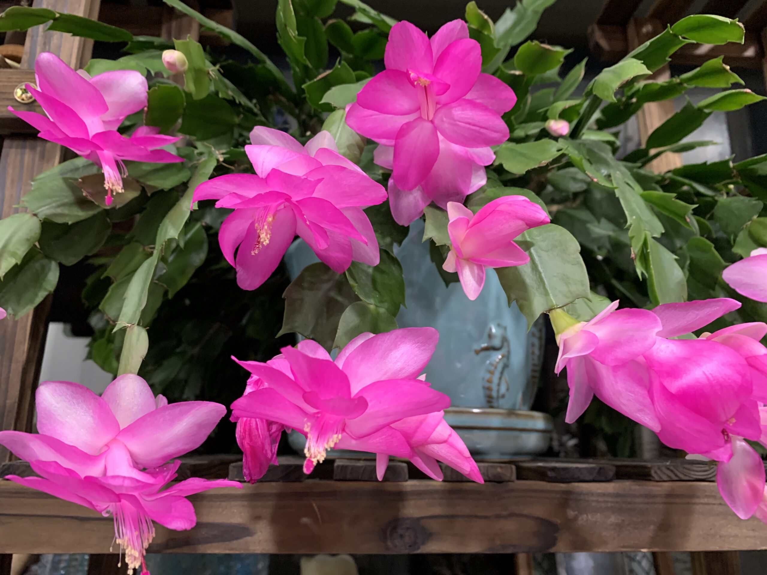 Christmas Cactus